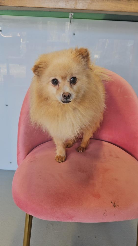 Seraphina, a Adoptable Pomeranian image 3/6