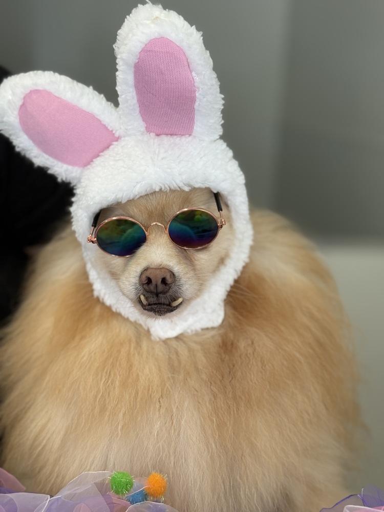 Seraphina, a Adoptable Pomeranian image 5/6