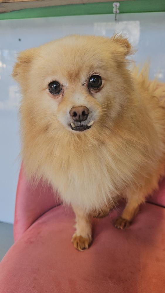 Seraphina, a Adoptable Pomeranian image 6/6