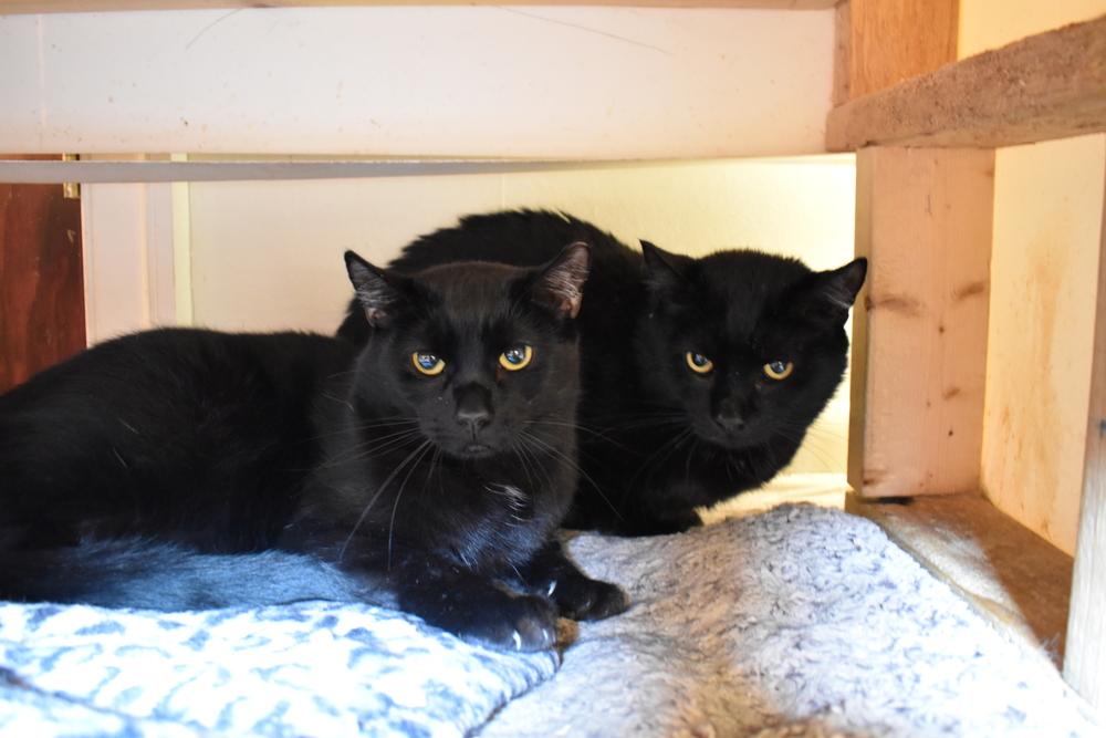 Enlarge Bosley, a Adoptable Domestic Short Hair in Skippack, PA image 1/4