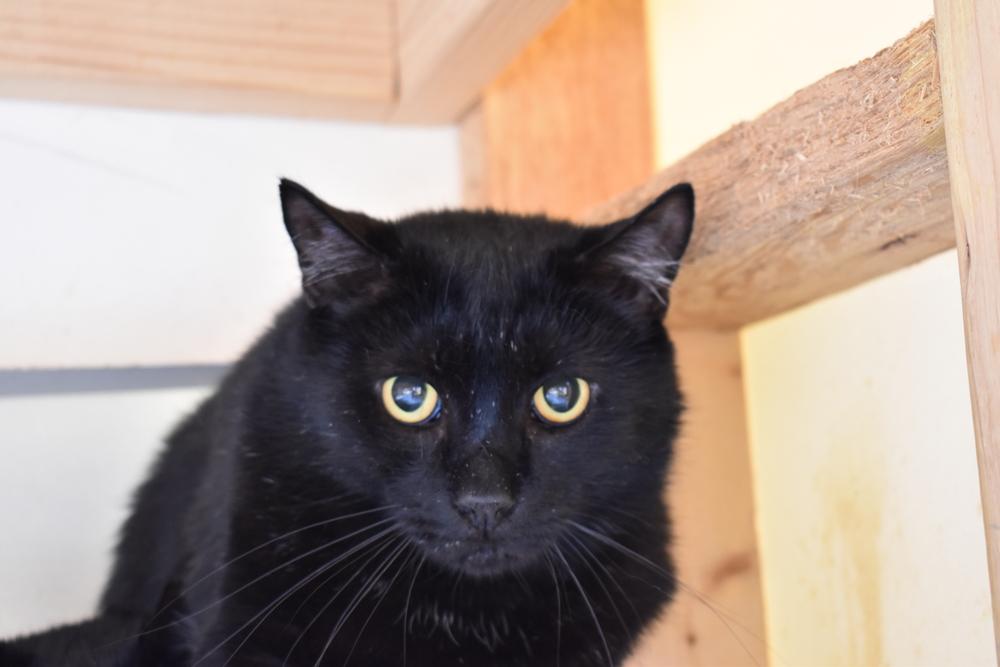 Enlarge Bosley, a Adoptable Domestic Short Hair in Skippack, PA image 2/4