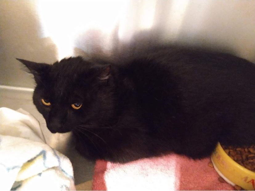 Enlarge Bosley, a Adoptable Domestic Short Hair in Skippack, PA image 3/4