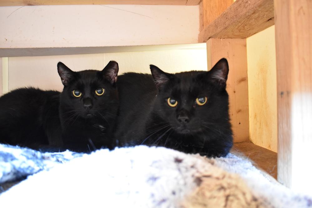 Enlarge Bosley, a Adoptable Domestic Short Hair in Skippack, PA image 4/4