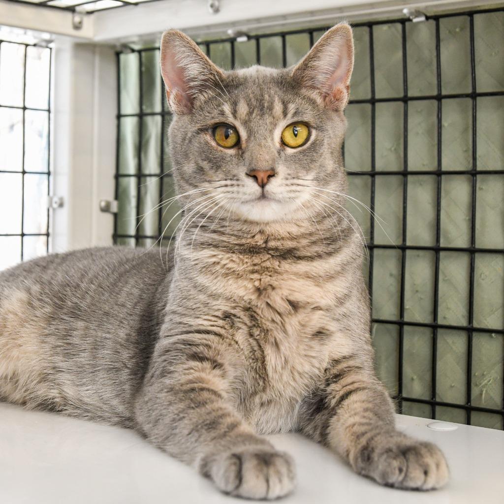 Enlarge Adam, a Adoptable mixed breed in Ewing, NJ image 3/6