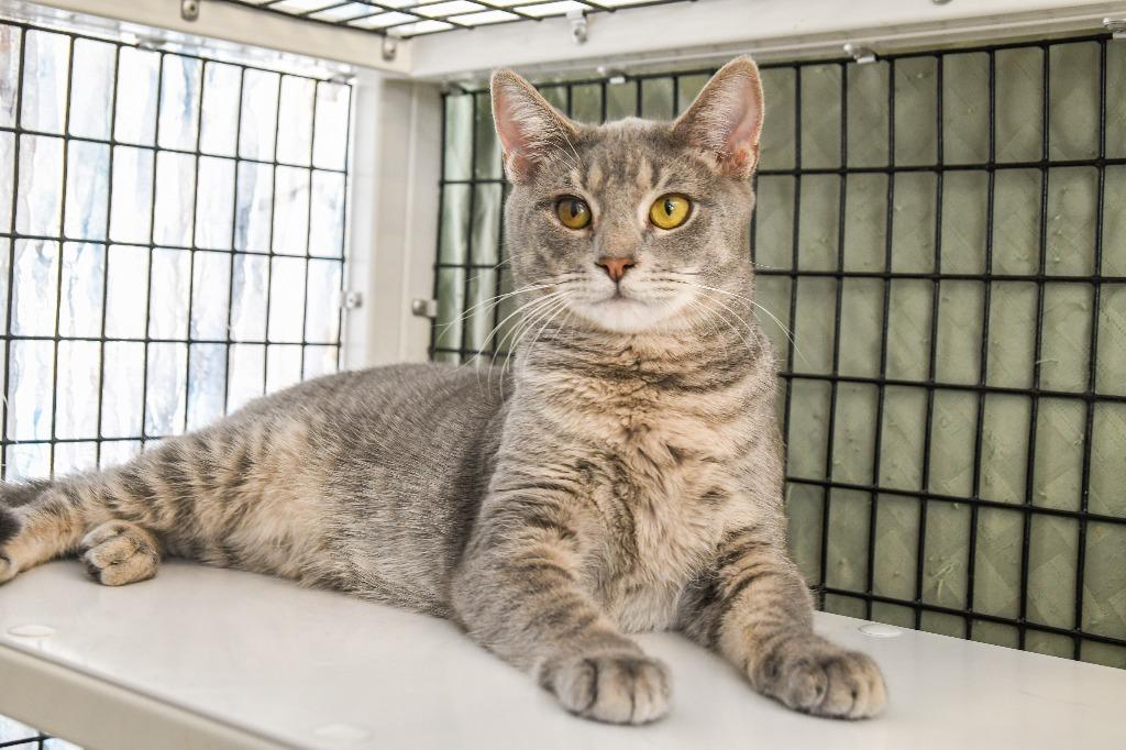 Enlarge Adam, a Adoptable mixed breed in Ewing, NJ image 5/6