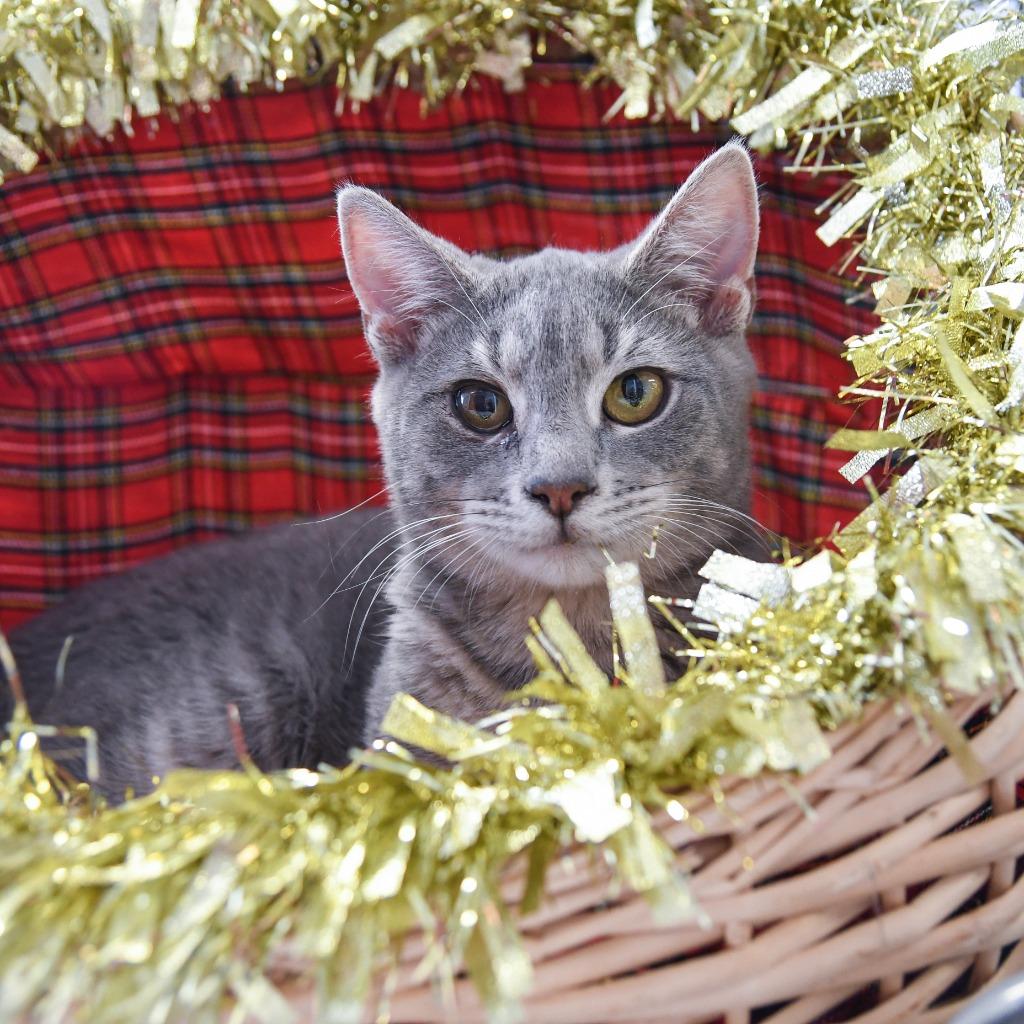 Adam, a Adoptable mixed breed in Ewing, NJ image 1/3