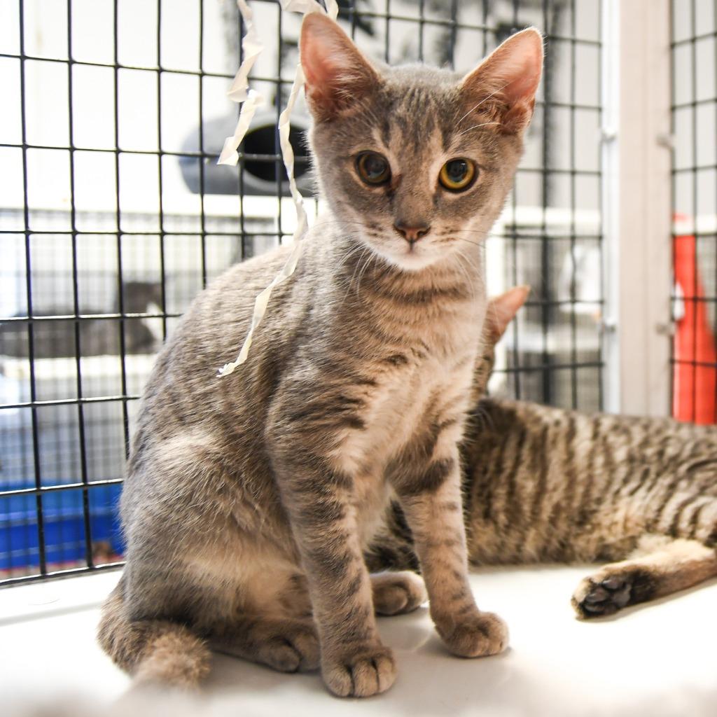 Enlarge Adam, a Adoptable mixed breed in Ewing, NJ image 6/6