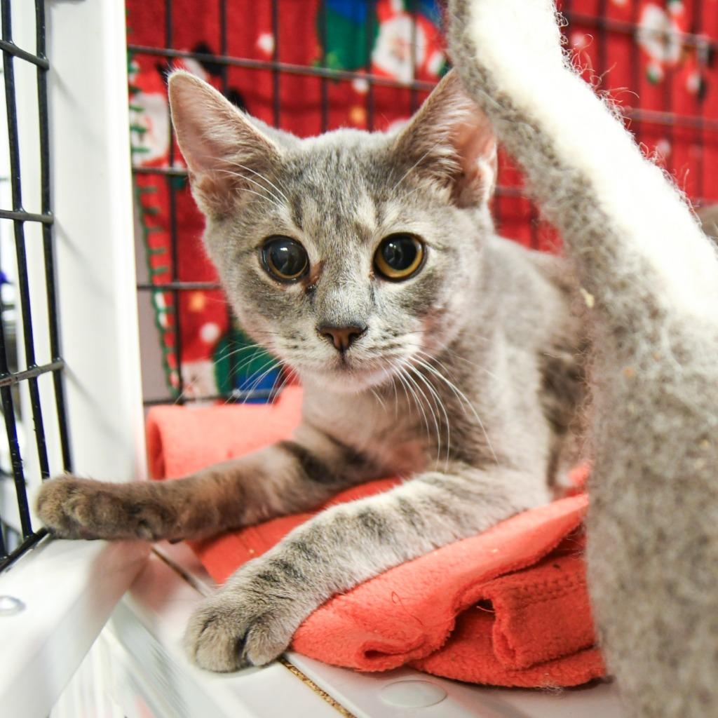 Adam, a Adoptable mixed breed in Ewing, NJ image 3/3