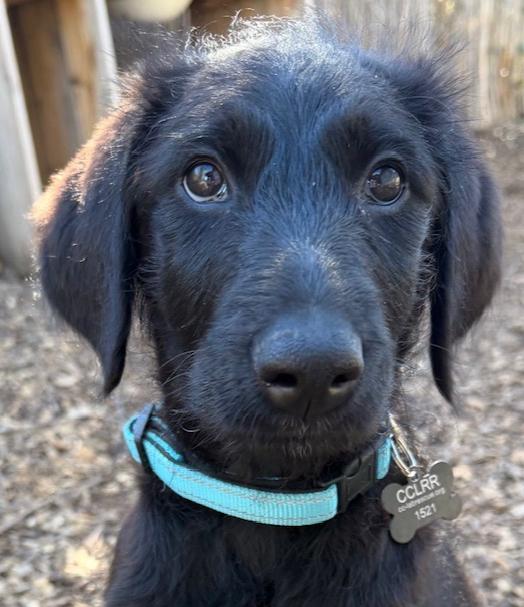 Enlarge Lainey, a ADOPTABLE Flat-Coated Retriever in Sacramento, CA image 1/6