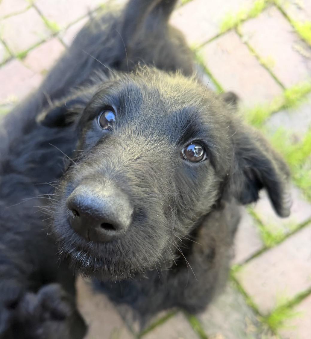 Enlarge Lainey, a ADOPTABLE Flat-Coated Retriever in Sacramento, CA image 3/6