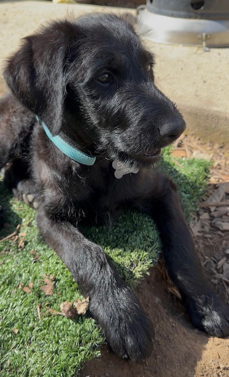 Enlarge Lainey, a ADOPTABLE Flat-Coated Retriever in Sacramento, CA image 5/6