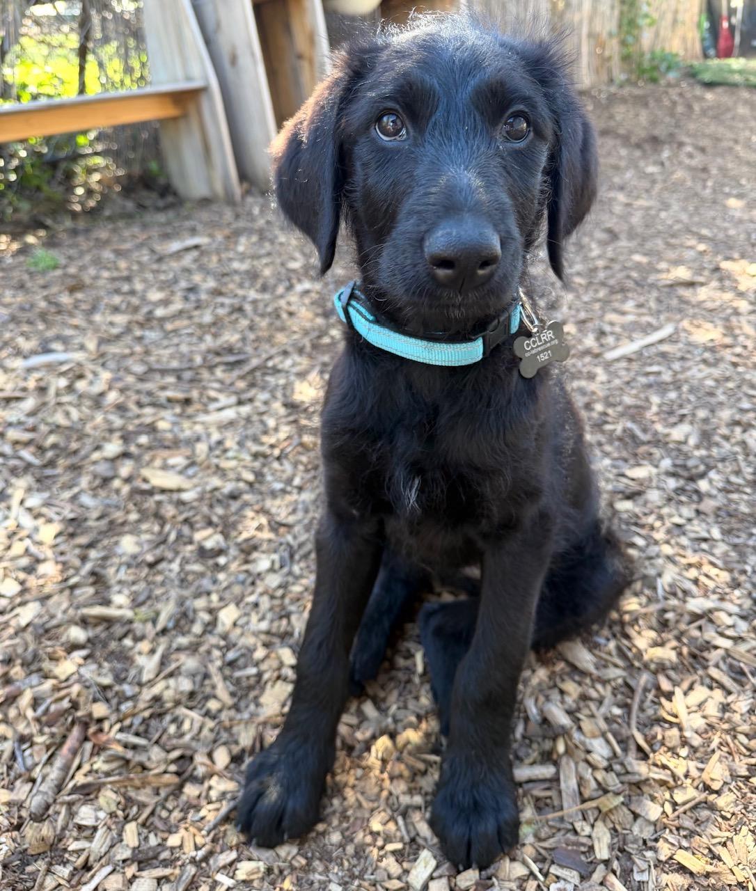 Enlarge Lainey, a ADOPTABLE Flat-Coated Retriever in Sacramento, CA image 4/6