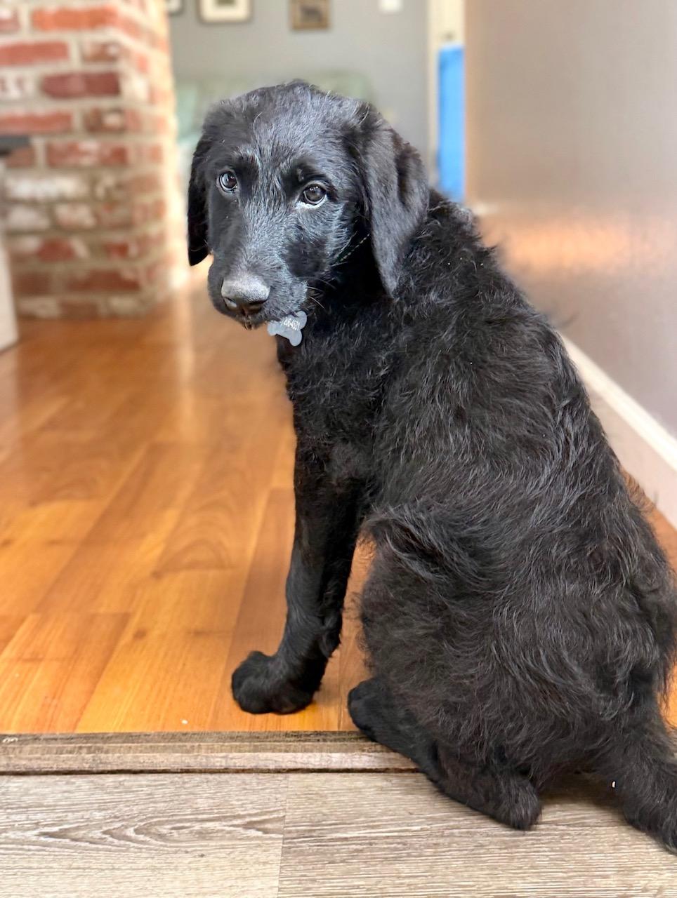 Enlarge Lainey, a ADOPTABLE Flat-Coated Retriever in Sacramento, CA image 2/6