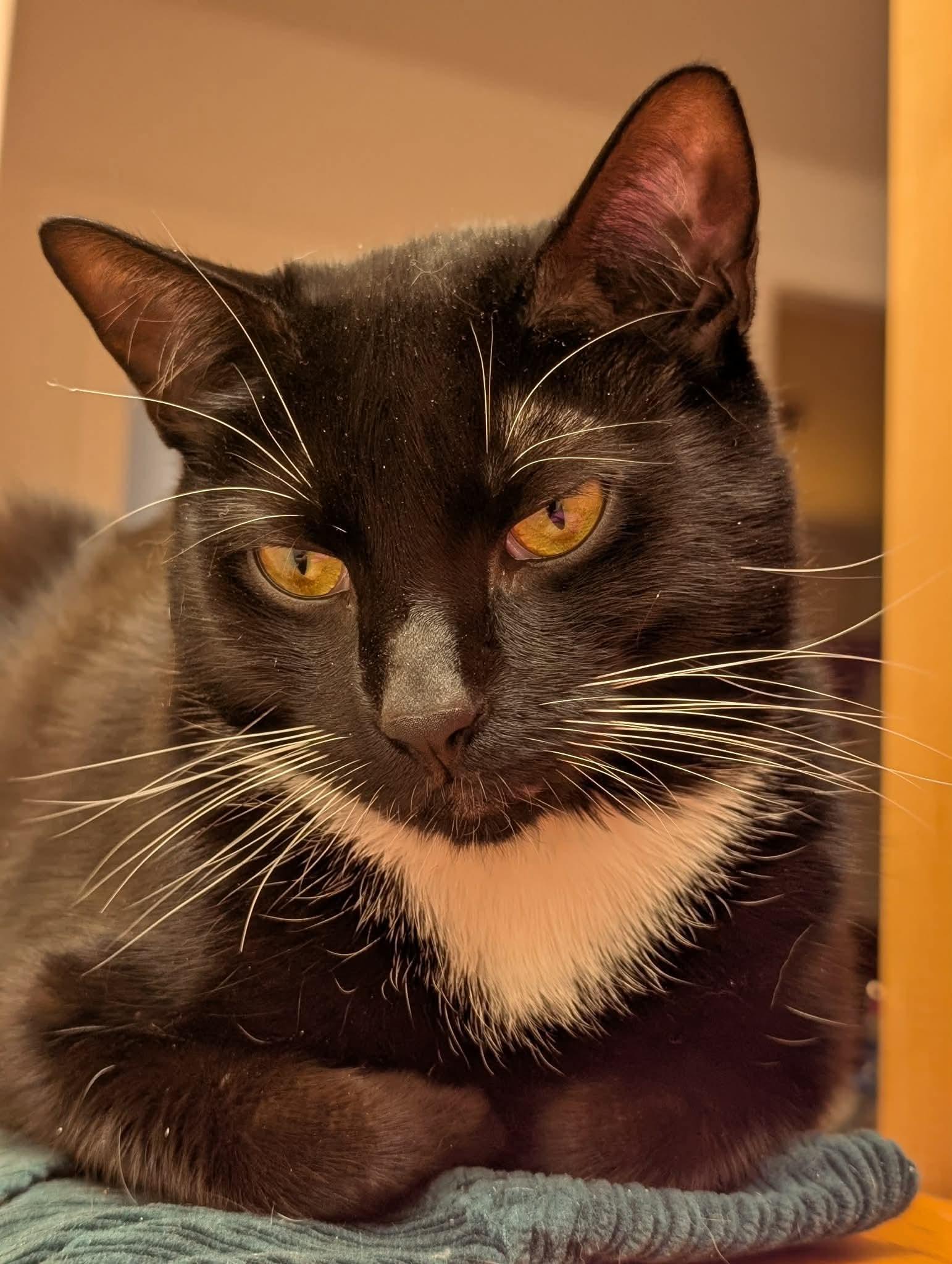 Enlarge Noah - playful and sweet!, a Adoptable Domestic Short Hair in Bronx, NY image 6/6