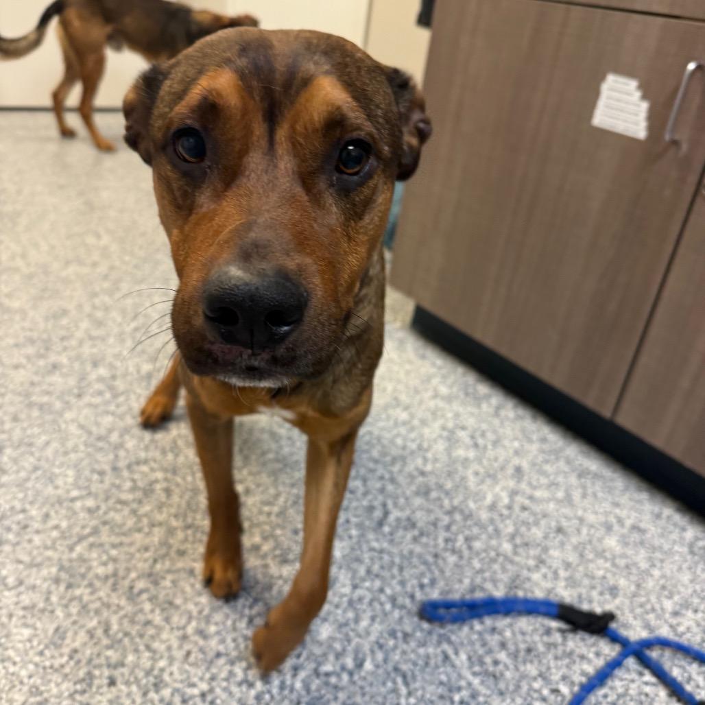 Nutcracker thumbnail 2