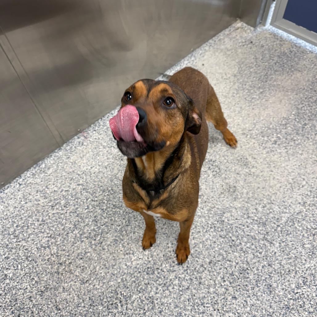 Nutcracker thumbnail 3