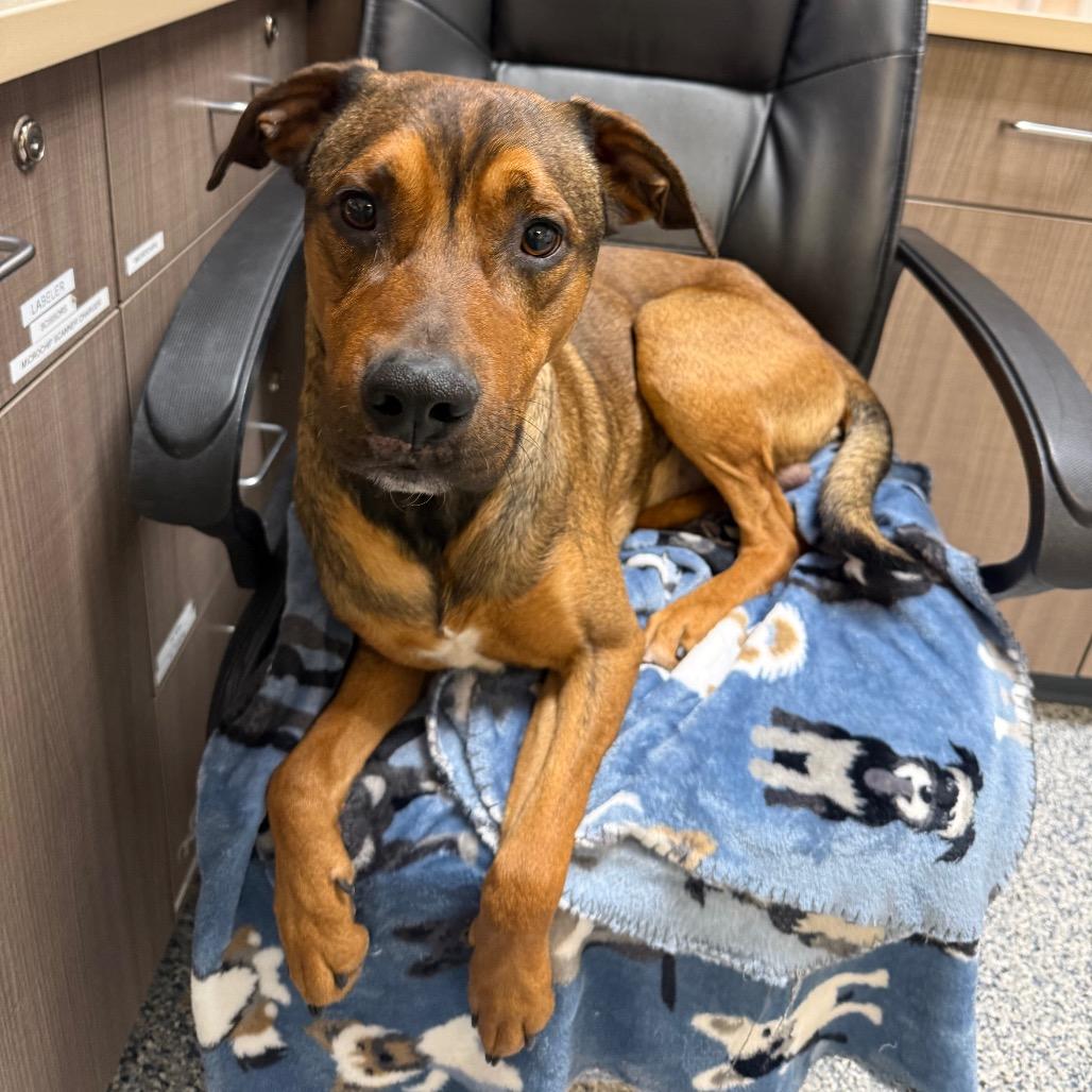 Nutcracker thumbnail 4