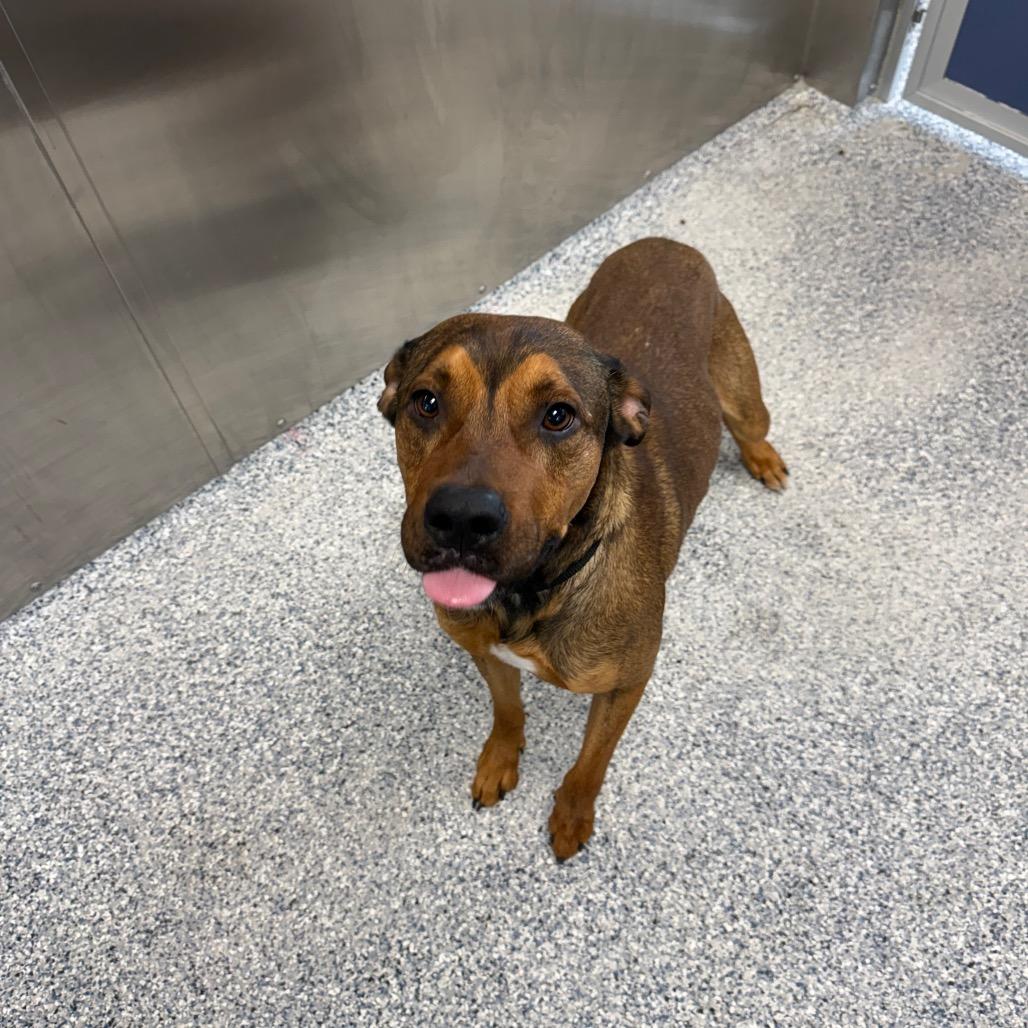 Nutcracker thumbnail 5