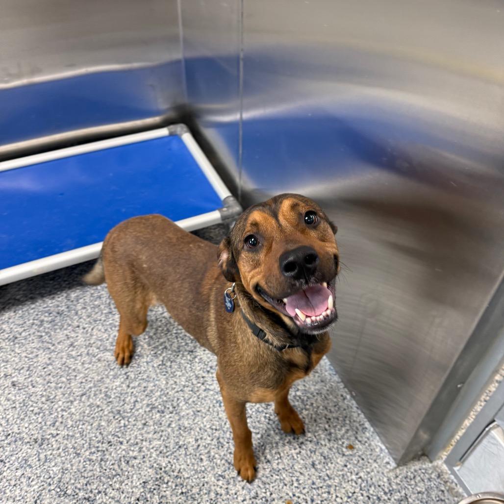 Nutcracker thumbnail 6