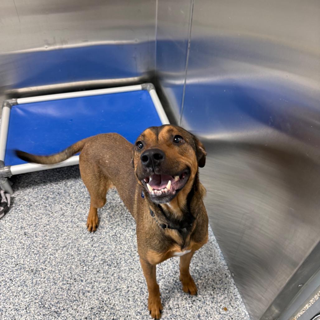 Nutcracker thumbnail 7