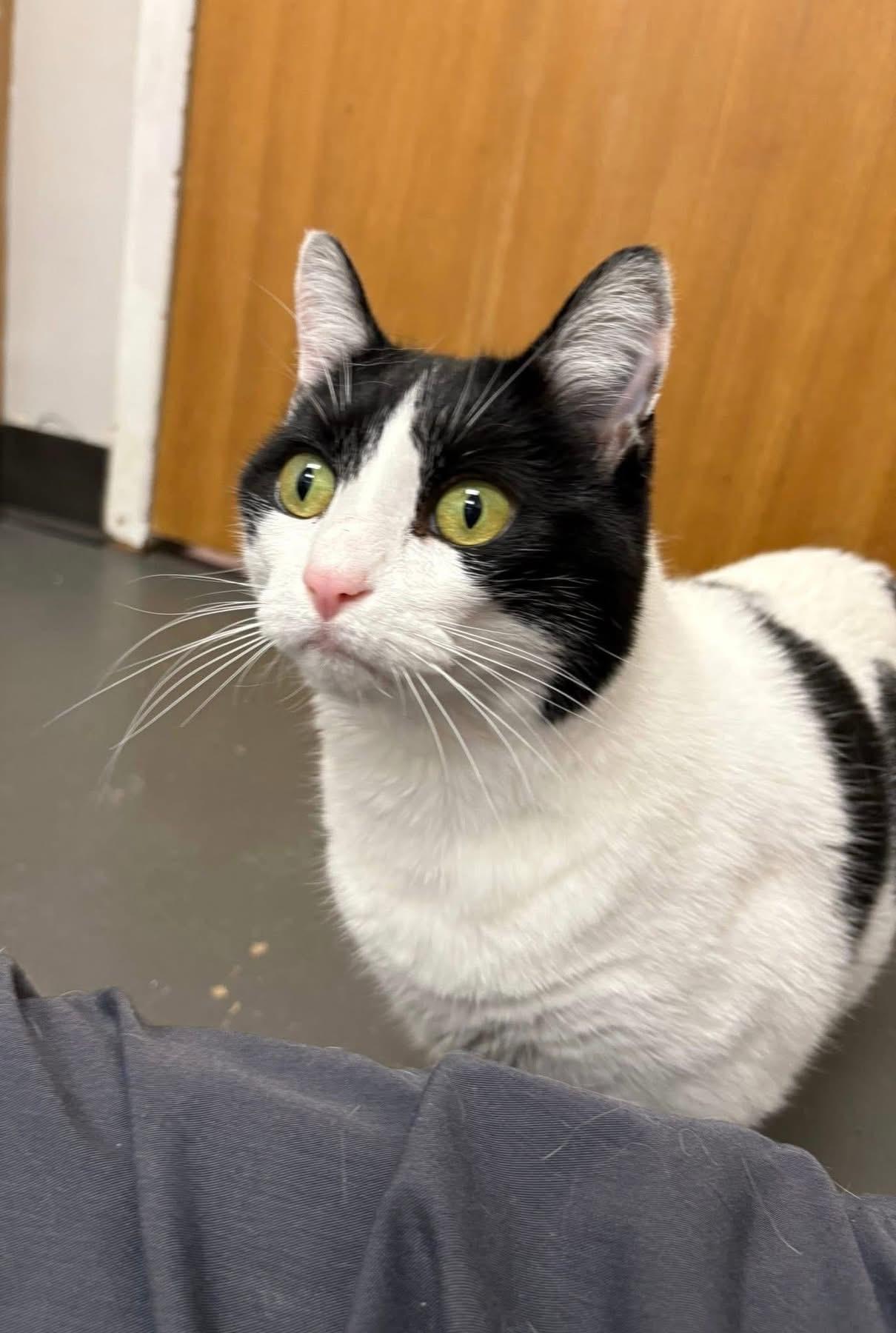 Bessie, ADOPTABLE, Adult Female Domestic Short Hair.