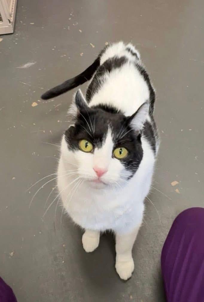 Enlarge Bessie, a ADOPTABLE Domestic Short Hair in Green Bay, WI image 2/2
