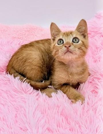 Enlarge Squiggle, a Adoptable Domestic Short Hair in Covington, LA image 5/6