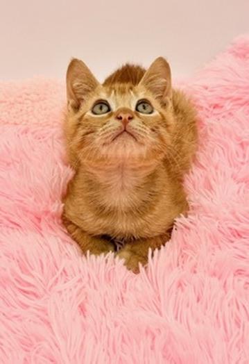Enlarge Squiggle, a Adoptable Domestic Short Hair in Covington, LA image 3/6