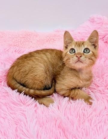 Enlarge Squiggle, a Adoptable Domestic Short Hair in Covington, LA image 4/6