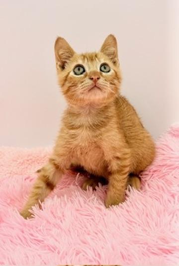 Enlarge Squiggle, a Adoptable Domestic Short Hair in Covington, LA image 2/6