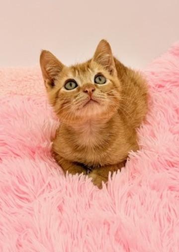 Squiggle, Adoptable, Kitten Male Domestic Short Hair.
