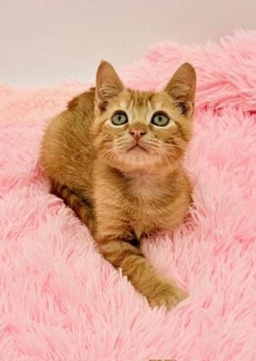 Enlarge Squiggle, a Adoptable Domestic Short Hair in Covington, LA image 6/6