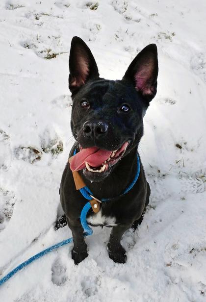 Nevaeh, Adoptable, Adult Female Mixed Breed & Mixed Breed.