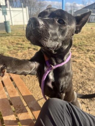 Enlarge Nevaeh, a Adoptable mixed breed in Fallston, MD image 3/3