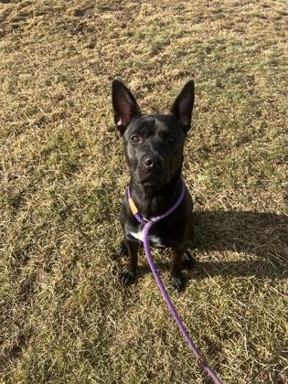 Enlarge Nevaeh, a Adoptable mixed breed in Fallston, MD image 6/6