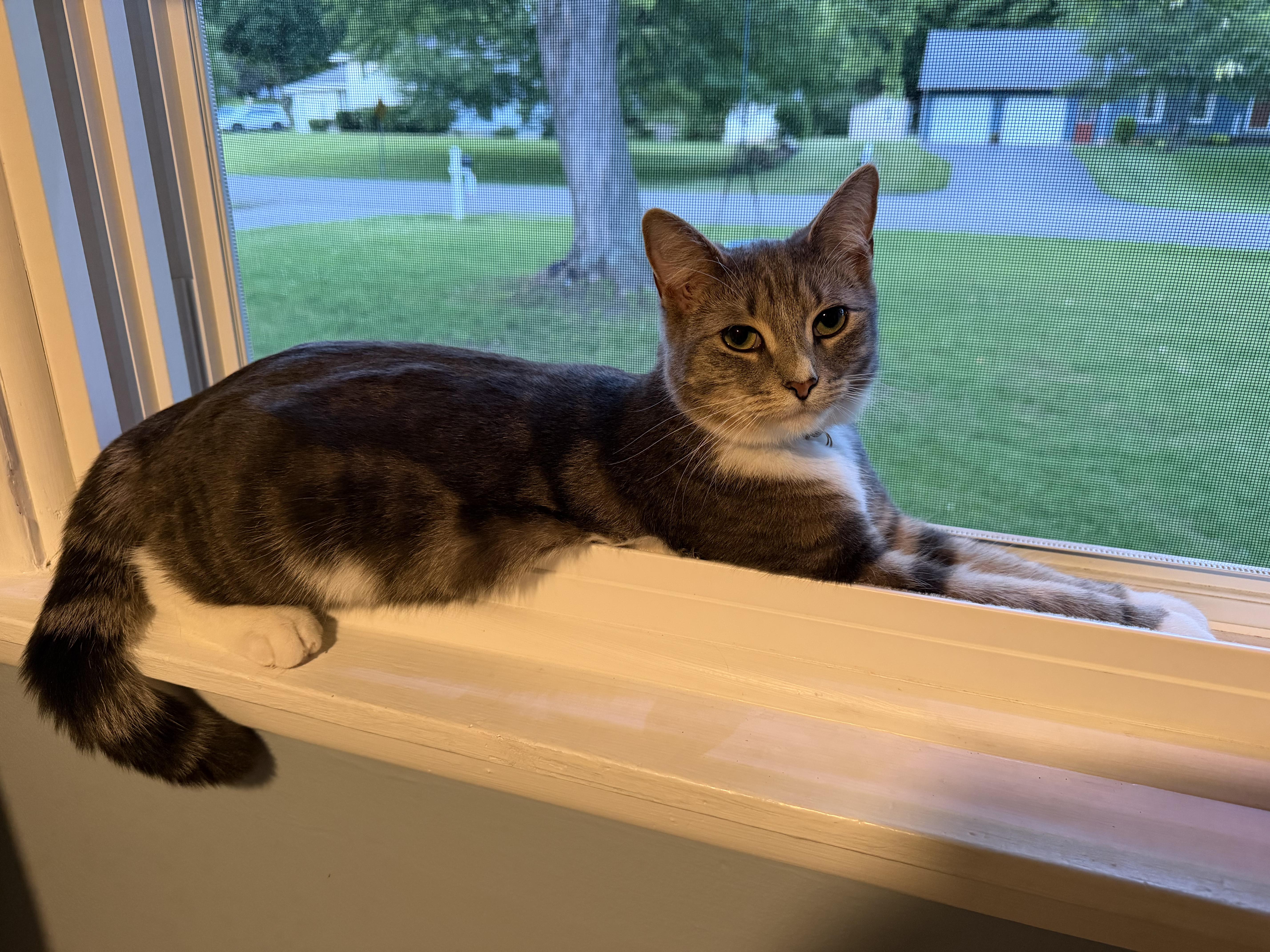 Winnie, a Adoptable Domestic Short Hair in Webster, NY image 1/3