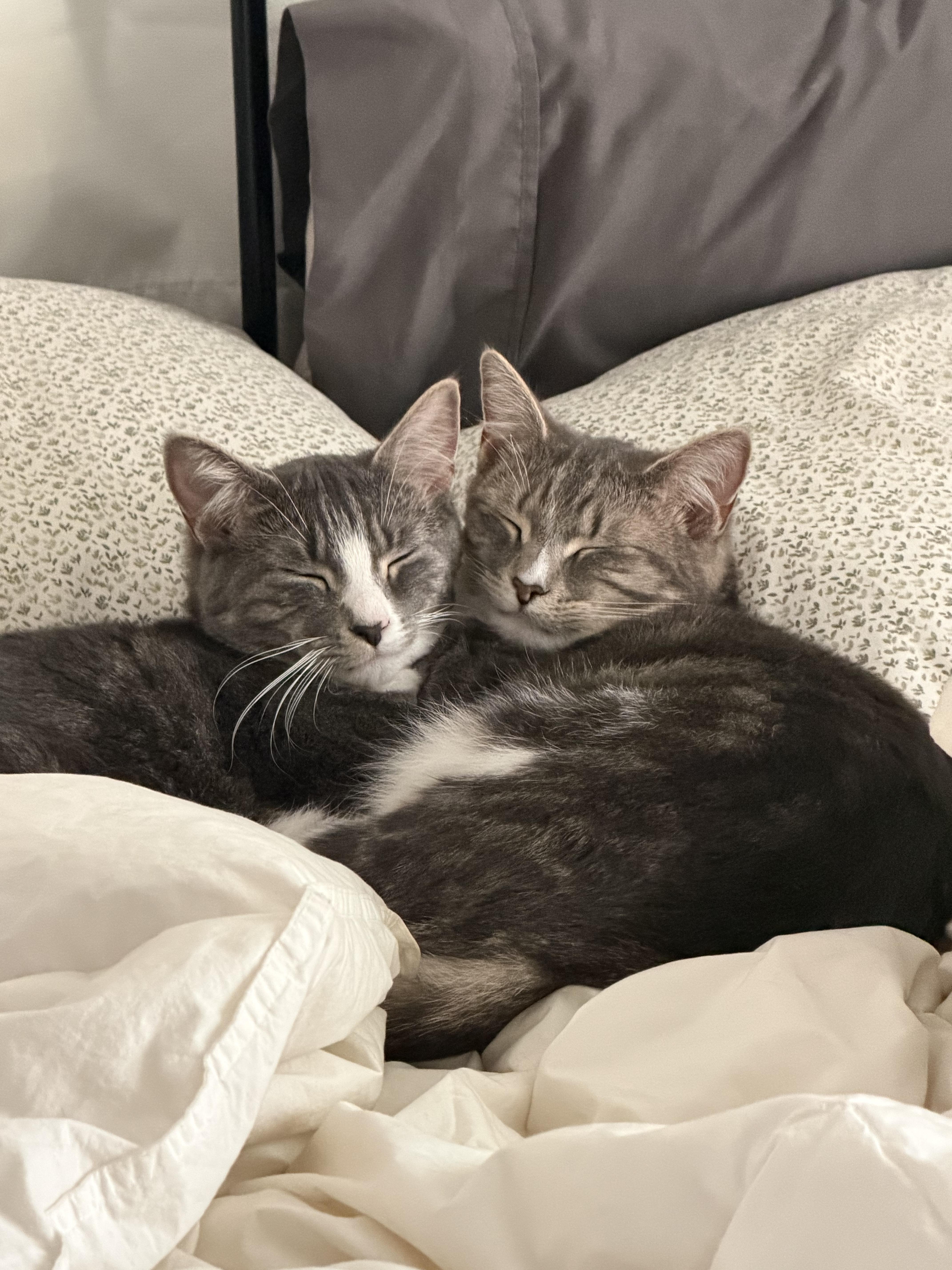 Winnie, a Adoptable Domestic Short Hair in Webster, NY image 2/3
