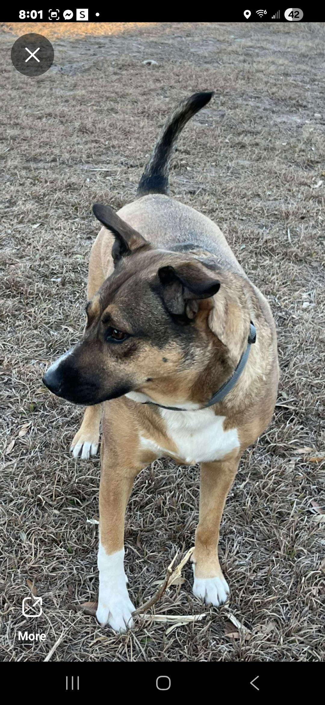 Enlarge Kellogg, a Adoptable mixed breed in Brooksville, FL image 3/3