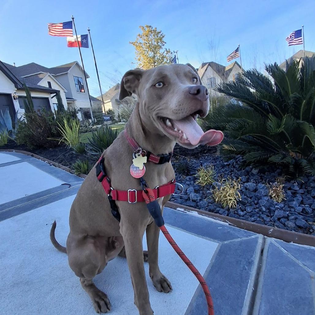 Enlarge  Peanut, a Adoptable mixed breed in Springfield, OR image 2/6