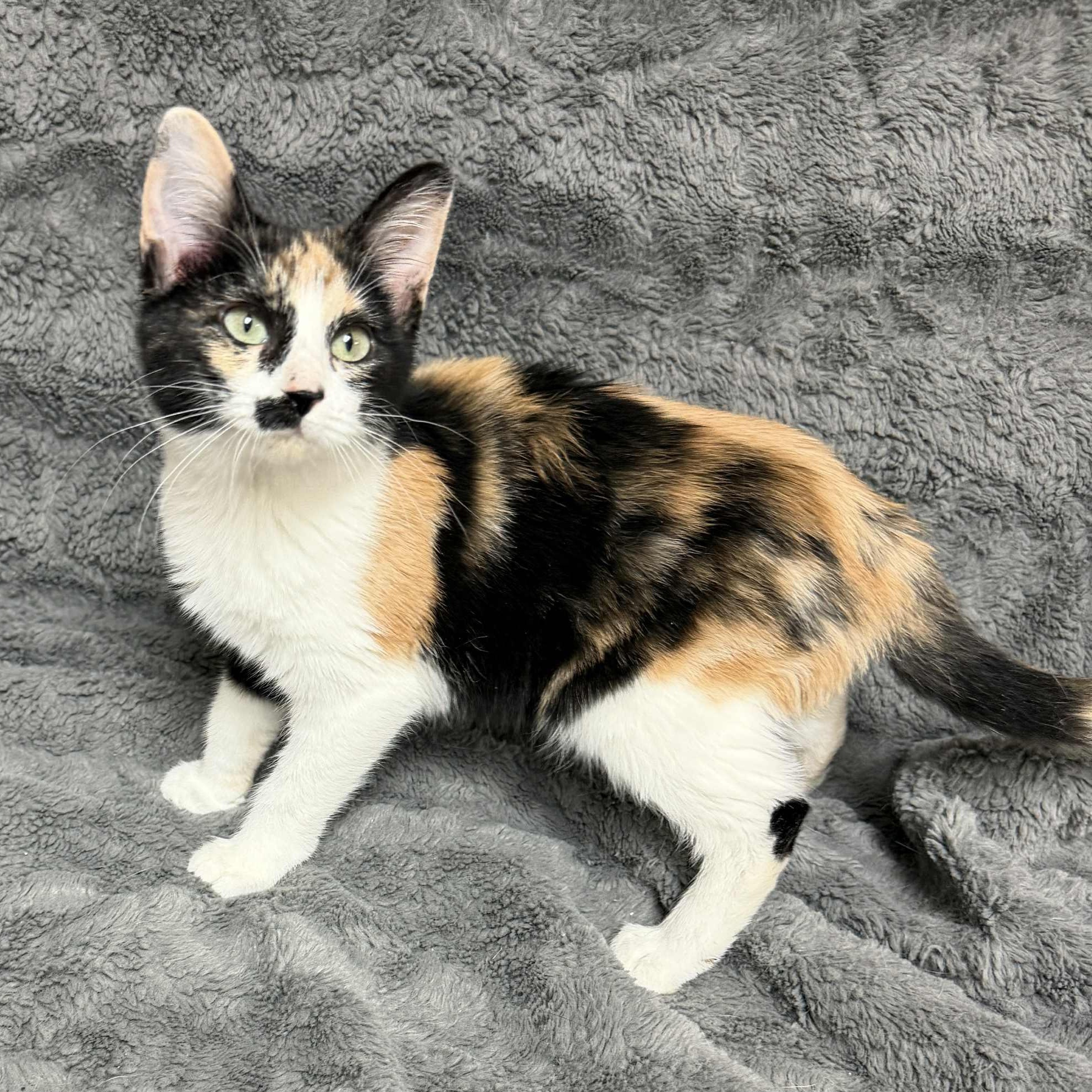 Victoria, adopted, Kitten Female Domestic Short Hair.