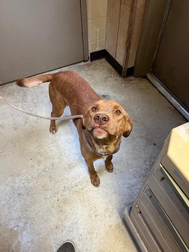 Lyle, Adoptable, Young Male Labrador Retriever.