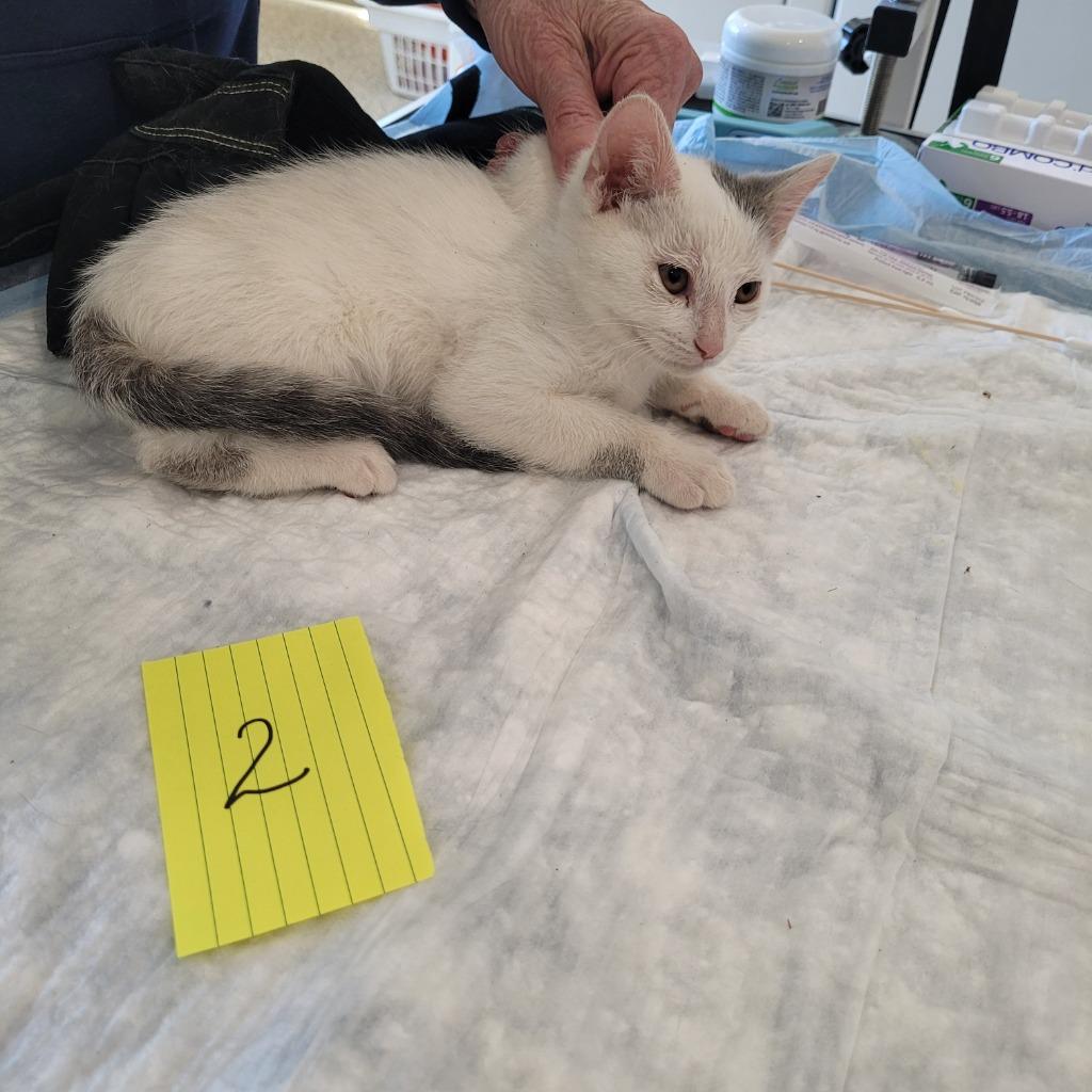Lucy, Adoptable, Kitten Female Domestic Medium Hair.