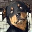 Mikey, Baby Male Rottweiler