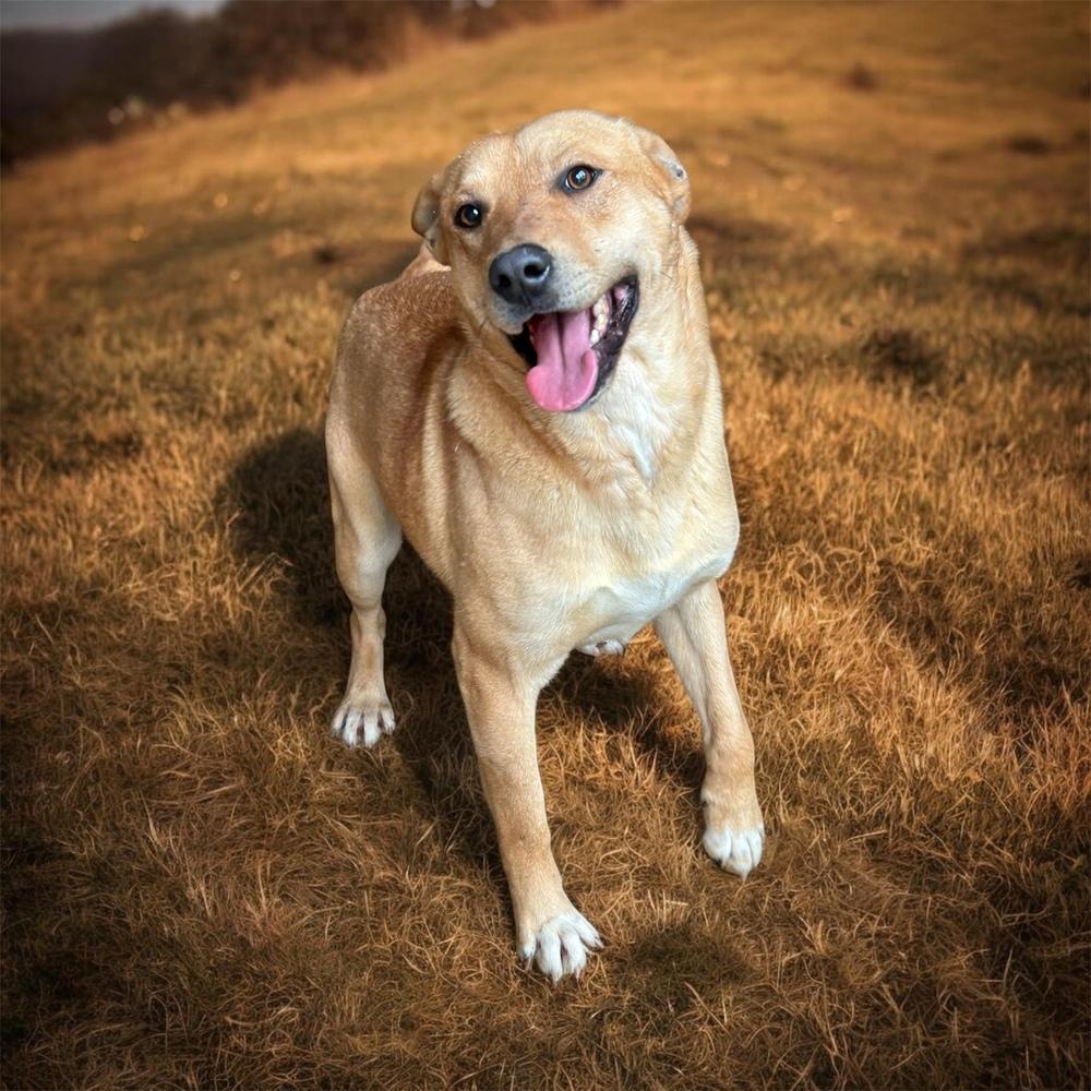 Jake, Adoptable, Puppy Male Labrador Retriever & Golden Retriever.