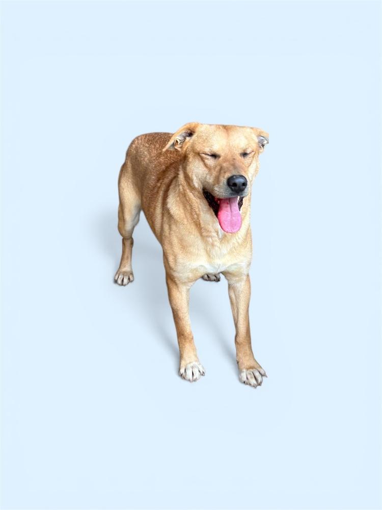 Enlarge Jake, a Adoptable mixed breed in Brownstown, IN image 2/3