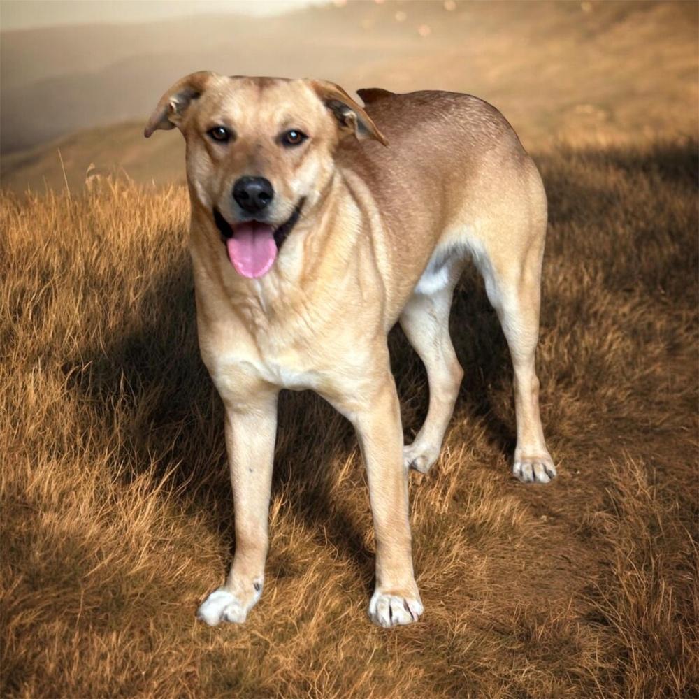 Enlarge Jake, a Adoptable mixed breed in Brownstown, IN image 3/3