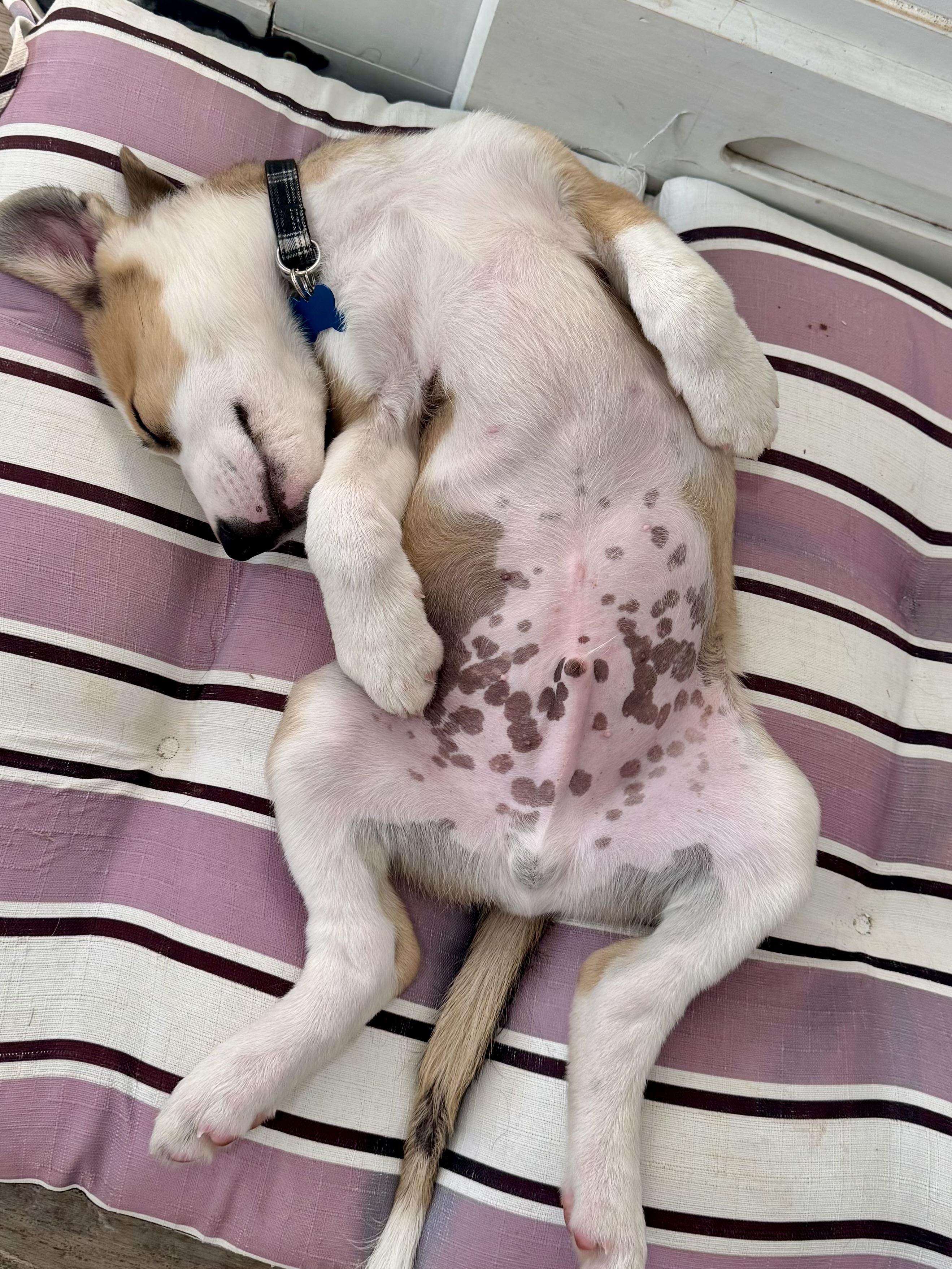 Enlarge Riptide, a Adoptable mixed breed in Milldale, CT image 2/6