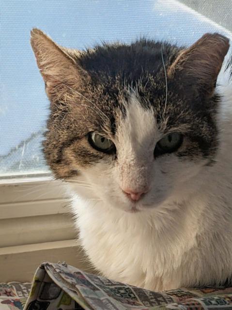 Enlarge Iroh, a Adoptable mixed breed in Pawtucket, RI image 1/4