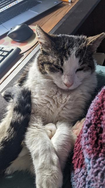 Enlarge Iroh, a Adoptable mixed breed in Pawtucket, RI image 2/4