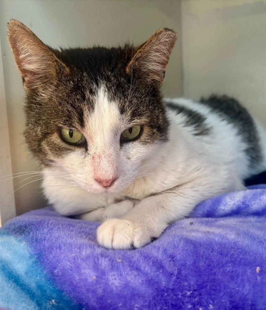 Enlarge Iroh, a Adoptable mixed breed in Pawtucket, RI image 3/6